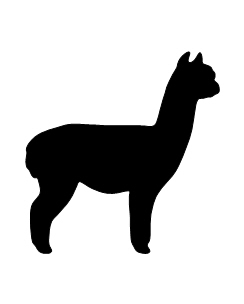 Alpaca
