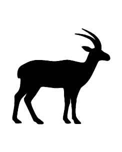 Antelope