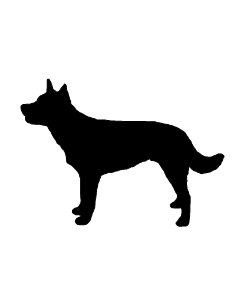 Australian Kelpie