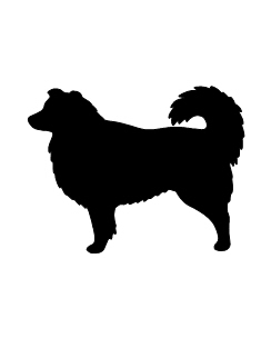 Australian Shepherd