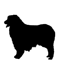 Australian Shepherd