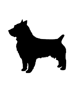 Australian Terrier