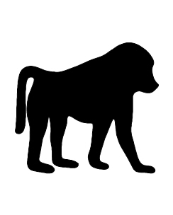 Baboon