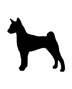 Basenji