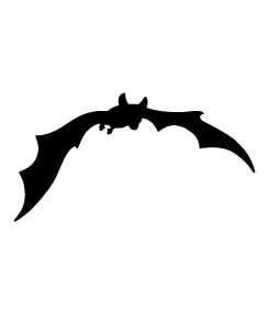 Bat