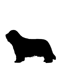 Bearded Collie