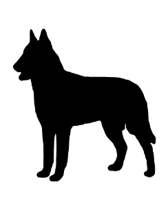 Belgian Malinois