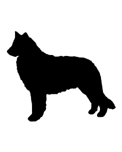 Belgian Sheepdog