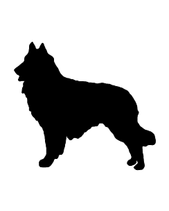 Belgian Tervuren