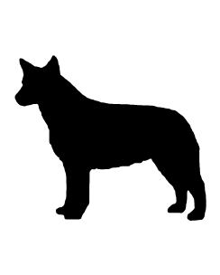 Cattle Dog