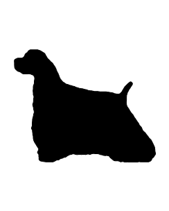 Cocker Spaniel