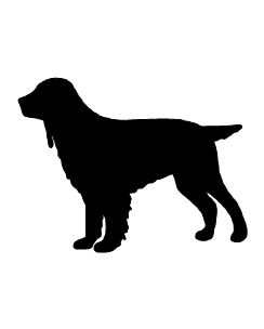 Field Spaniel