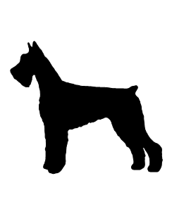 Giant schnauzer