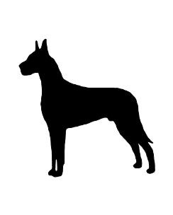 Great dane