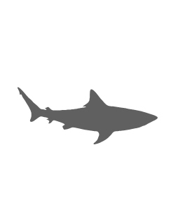 Shark