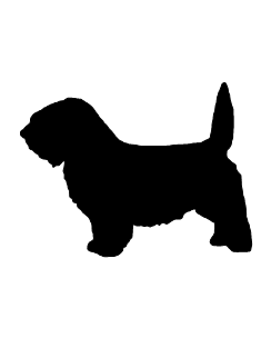 Basset Griffon