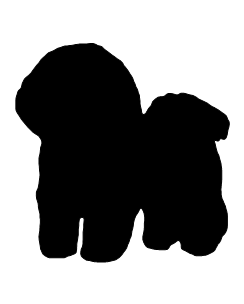 Bichon
