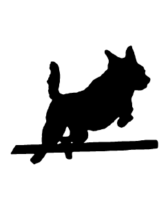 Cattle Dog