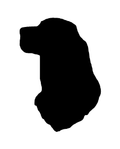 Irish Setter