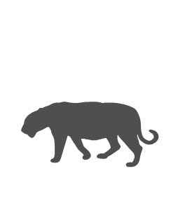 Panther