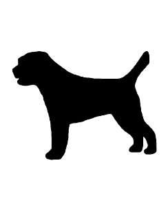 Border Terrier